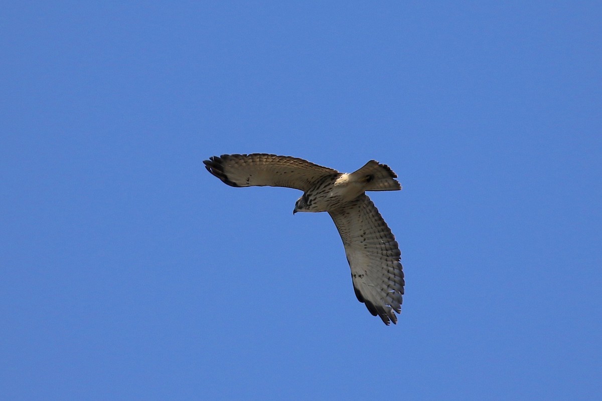 Broad-winged Hawk - ML249281011