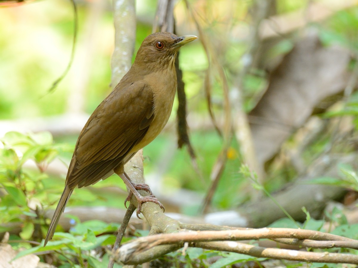 Clay-colored Thrush - ML249281401