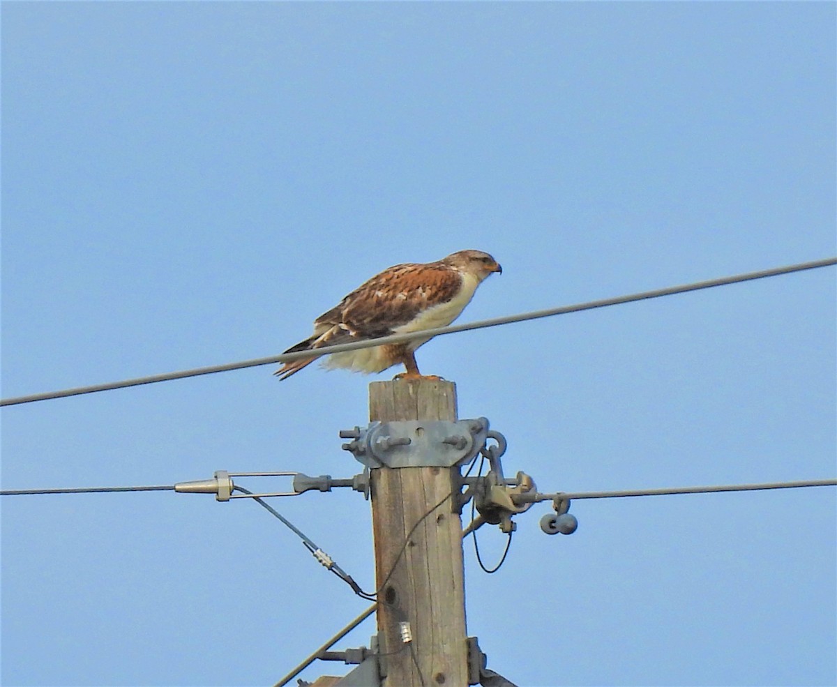 Ferruginous Hawk - ML249284121