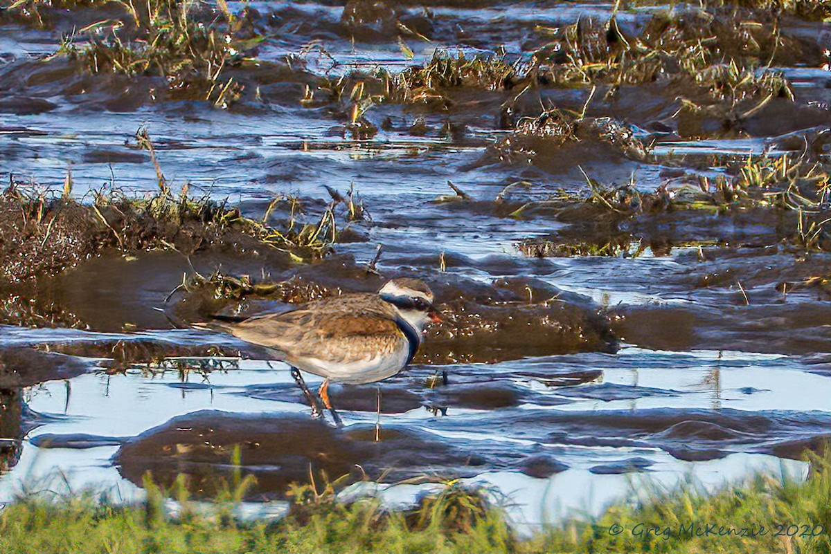 Black-fronted Dotterel - ML249284861