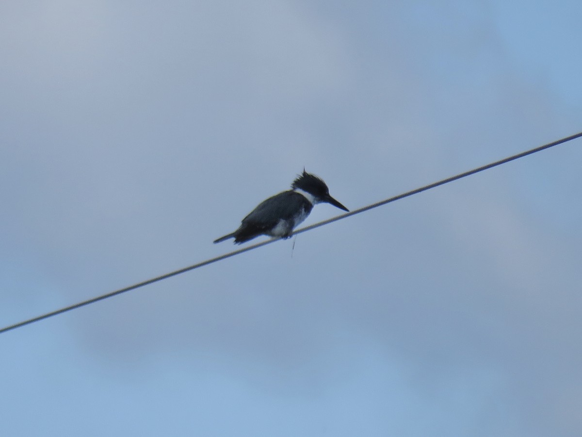 Belted Kingfisher - ML249287281