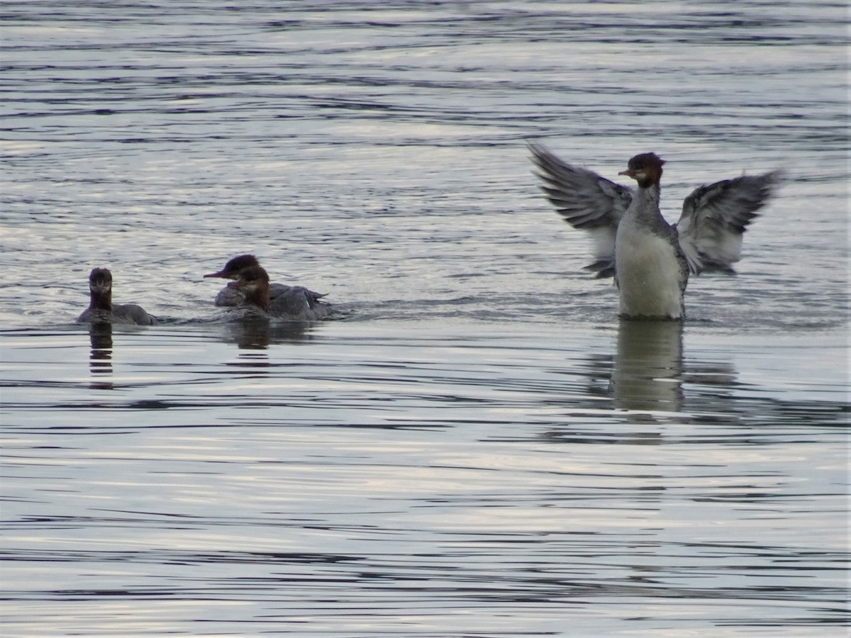 Common Merganser - Janis Cooper