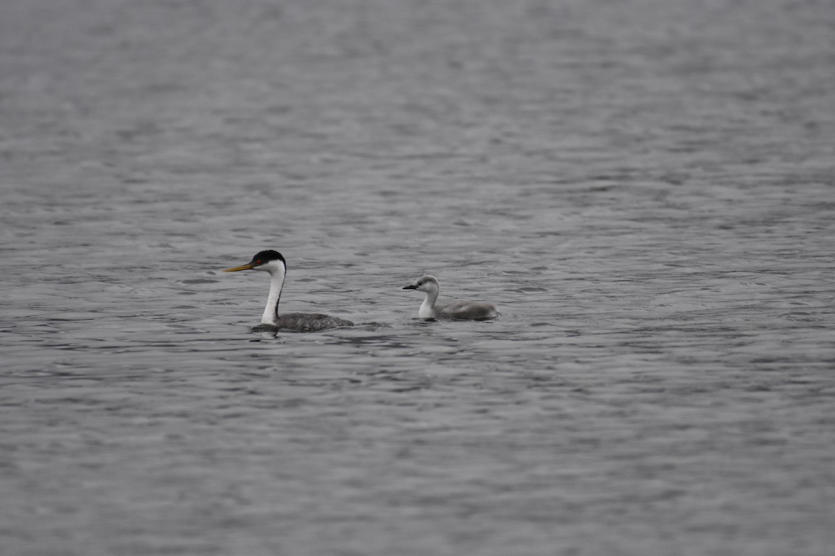 Western Grebe - ML249288261