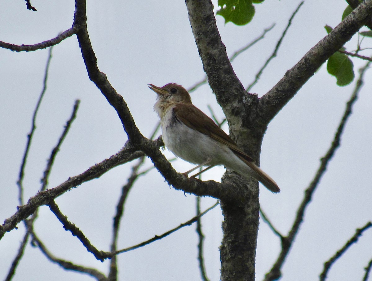 Veery - ML249288851