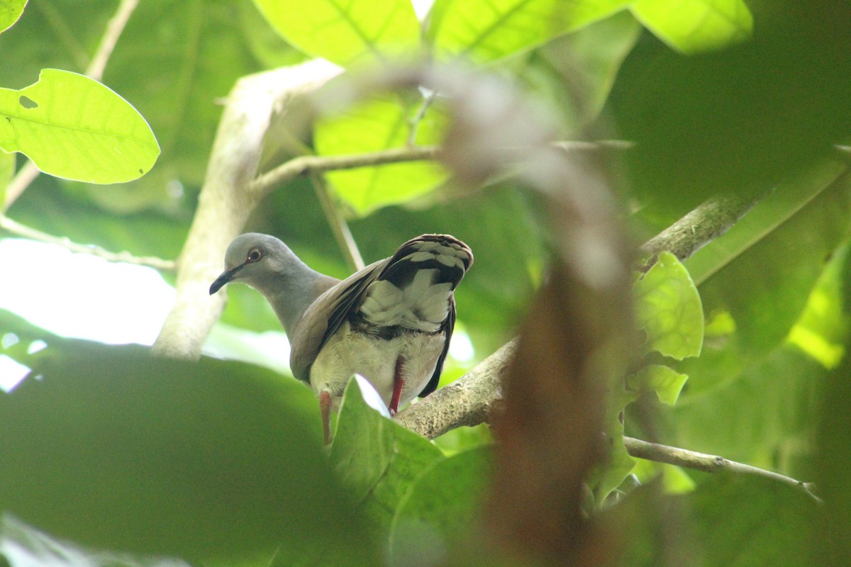 holub šedohlavý (ssp. battyi/malae) - ML249289171