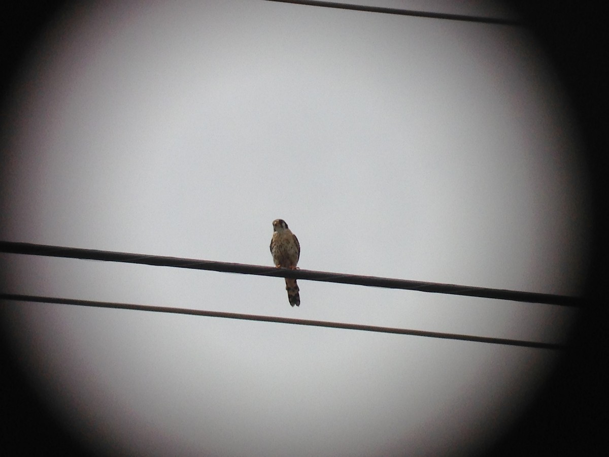 American Kestrel - ML249290261