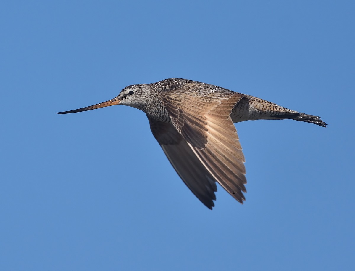 Marbled Godwit - Jerry Ting