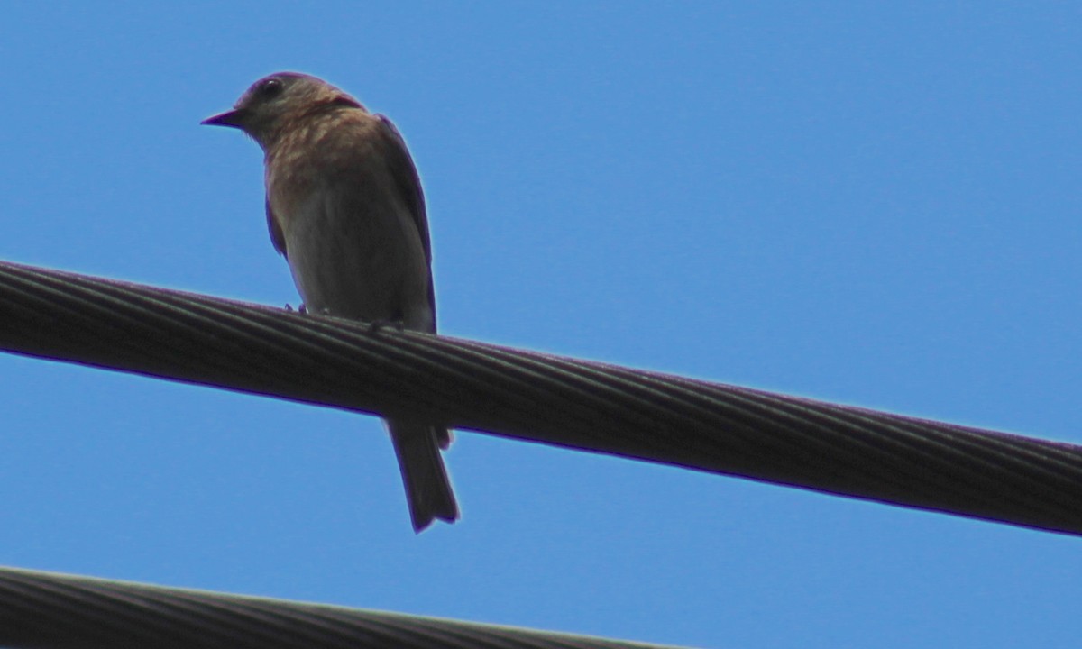 Eastern Bluebird - ML249292891