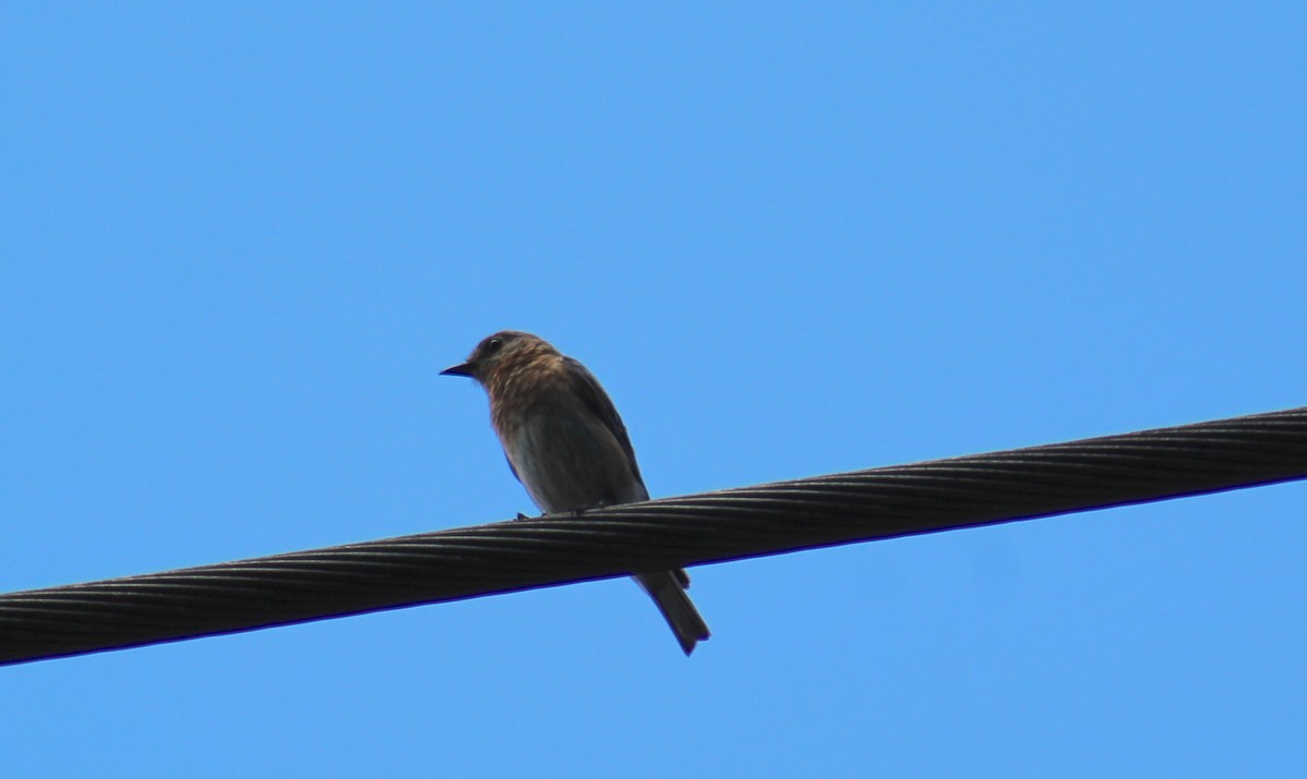 Eastern Bluebird - ML249292911