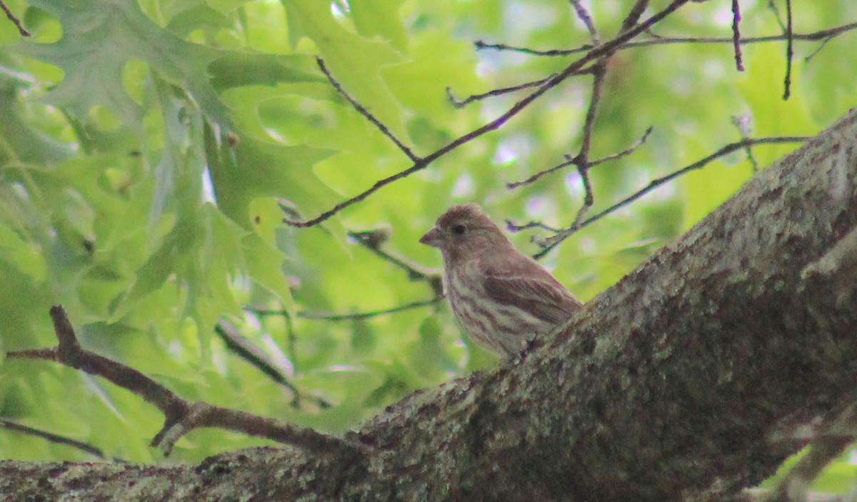 House Finch - ML249292961