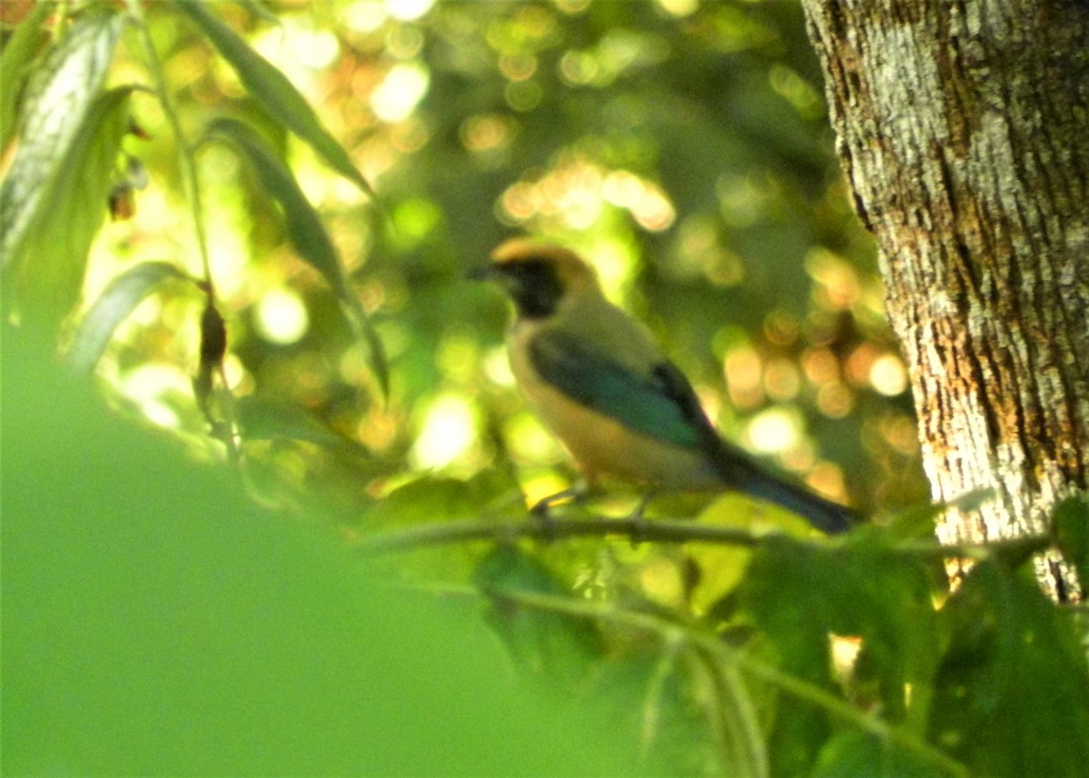 Burnished-buff Tanager - ML249294611