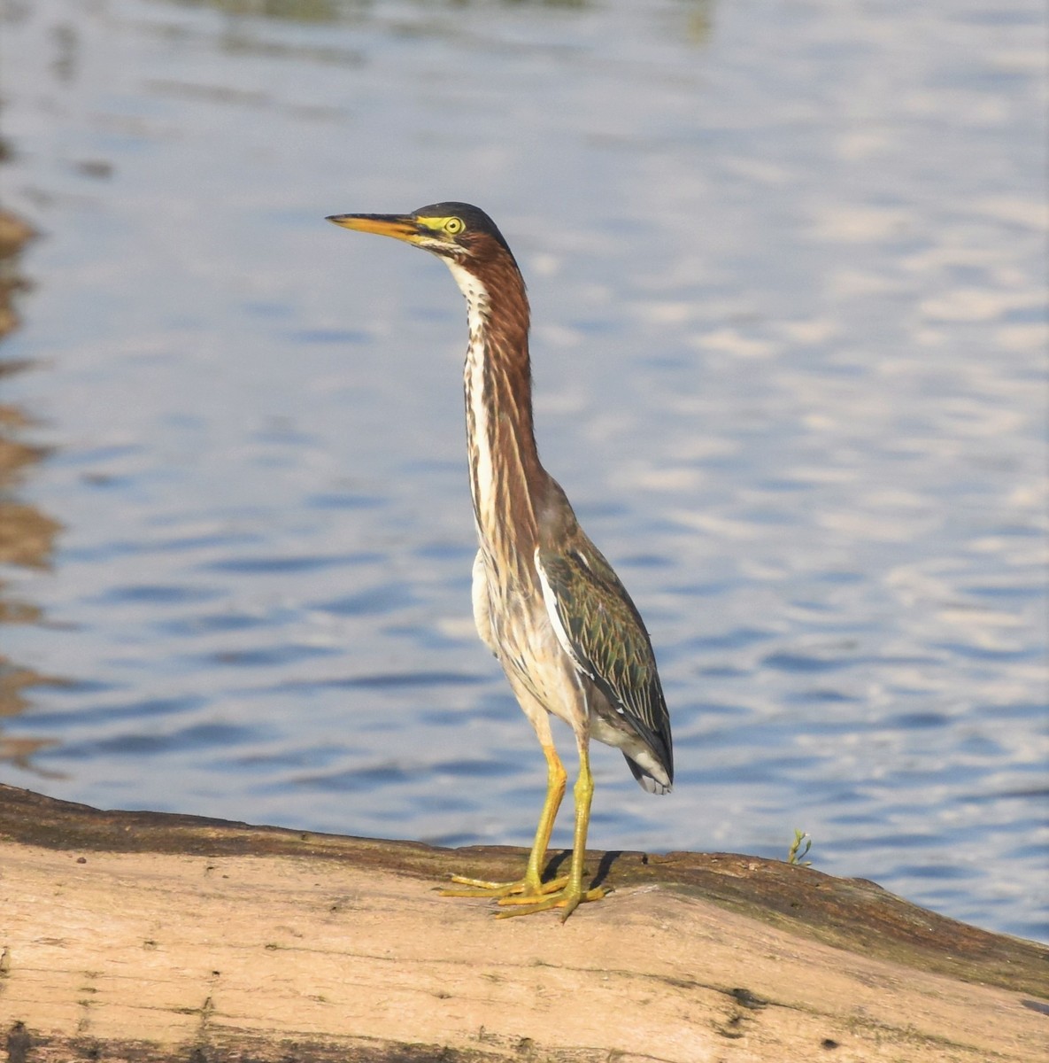 Green Heron - Matt Lawing