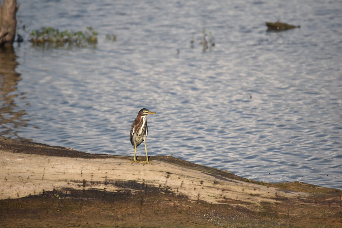 Green Heron - Matt Lawing