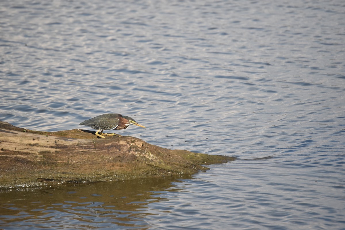 Green Heron - Matt Lawing