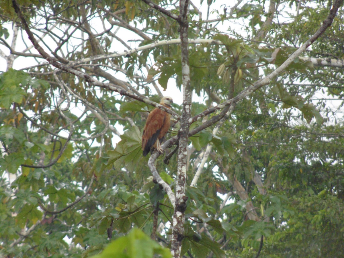 Black-collared Hawk - ML249298851