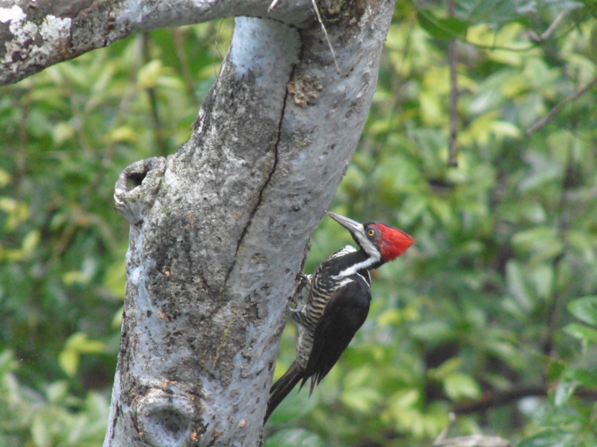 Crimson-crested Woodpecker - ML249299721