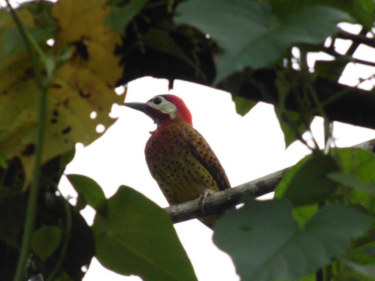Spot-breasted Woodpecker - ML249300461