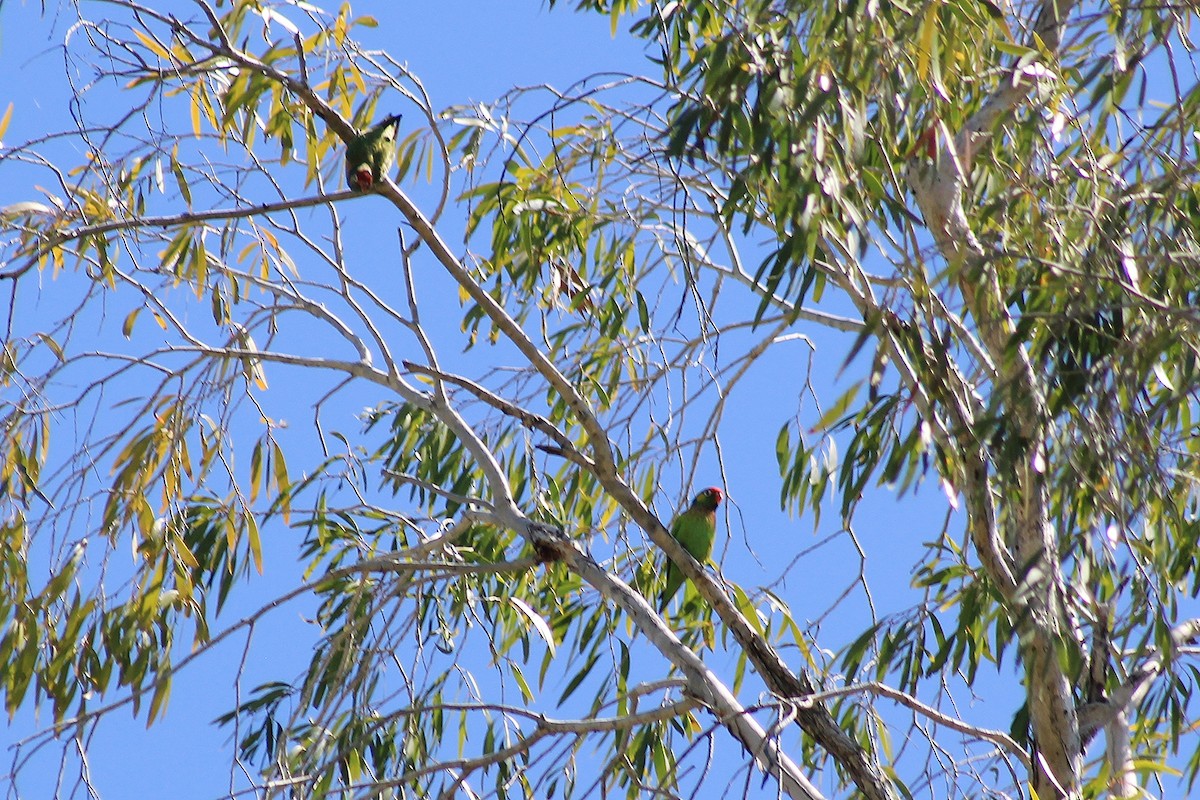 Varied Lorikeet - ML249303151