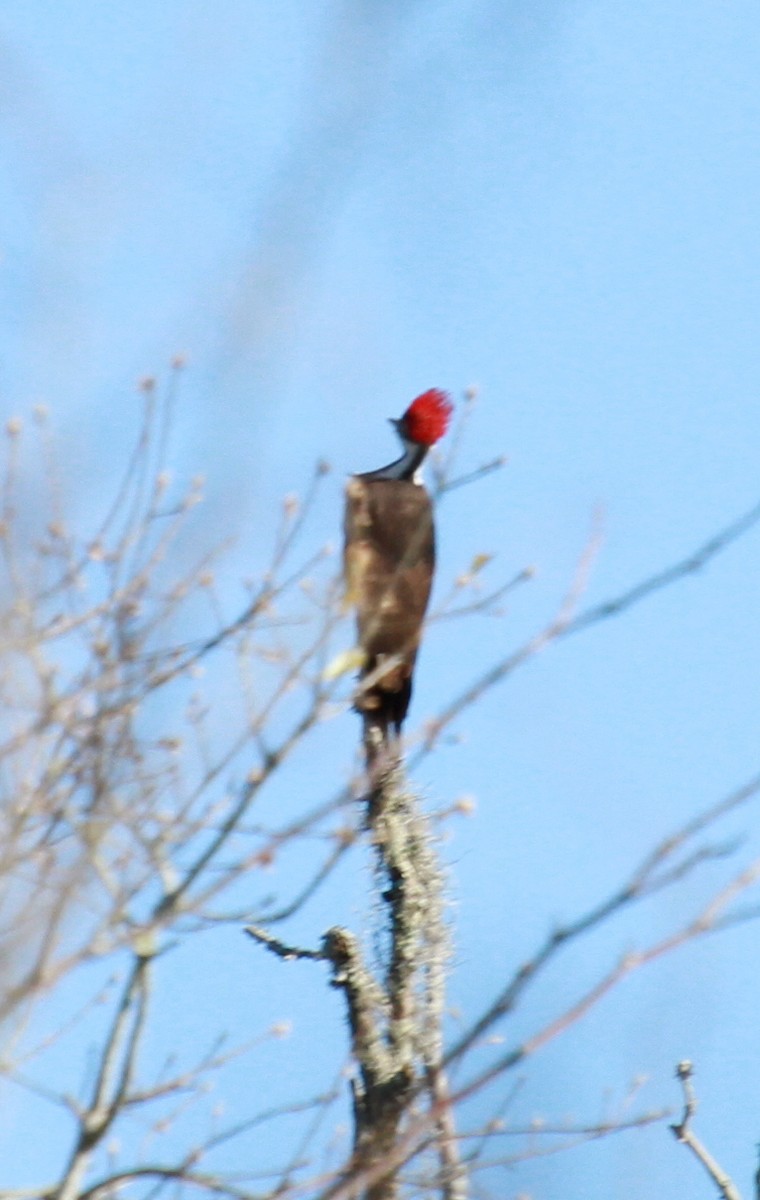 Pileated Woodpecker - Neil Clark