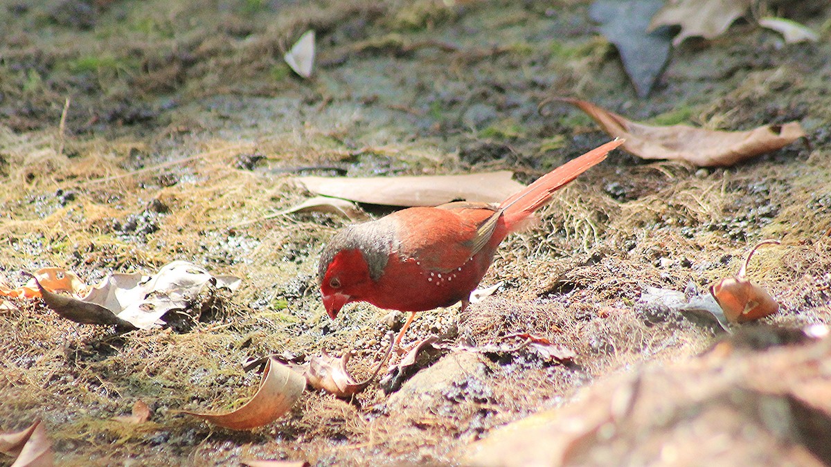 Crimson Finch - ML249303821