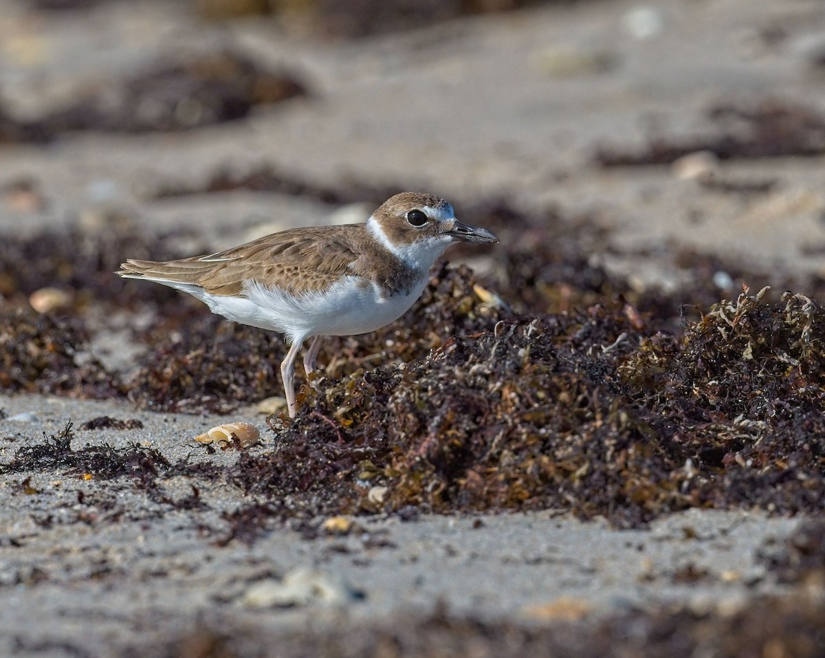 Wilson's Plover - David Hall