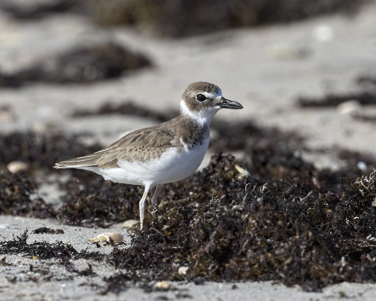 Wilson's Plover - David Hall