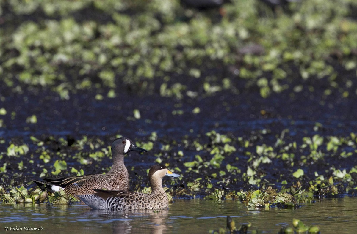 Blue-winged Teal - ML249305401