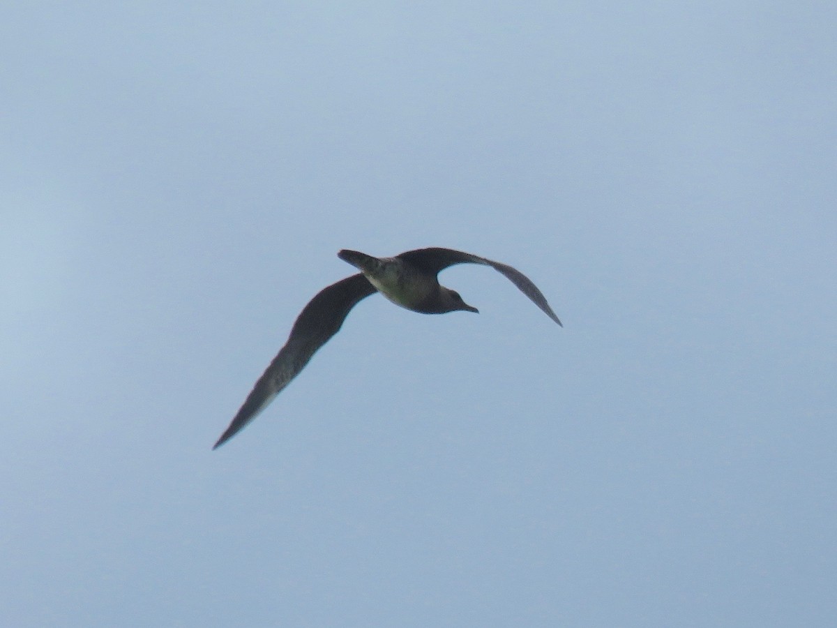 Long-tailed Jaeger - Joel Eckerson