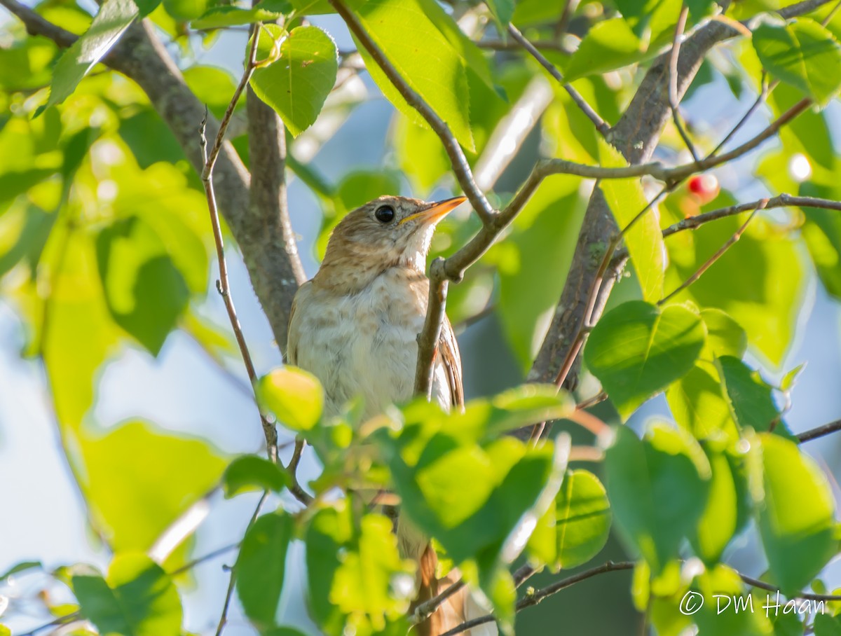 Veery - Damon Haan