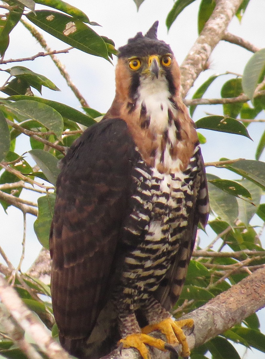 Ornate Hawk-Eagle - Arnulfo Sanchez  ( Neblina Birds Colombia  )