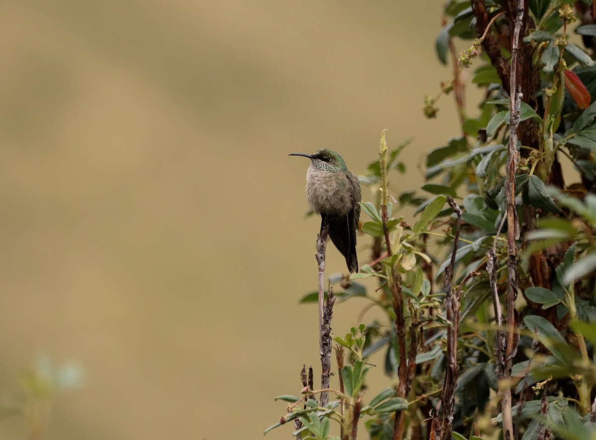 Green-headed Hillstar - Jose Luis Lescano Perez Pacheco