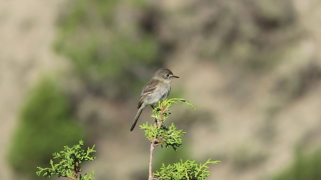 Gray Flycatcher - ML249313691