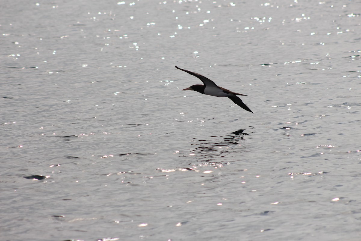 Brown Booby - ML249318041