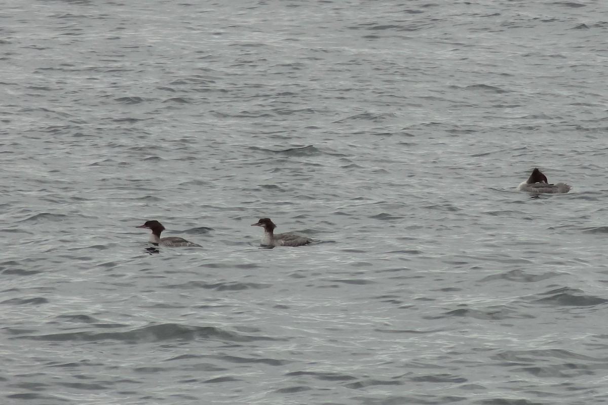 Common Merganser - Sarah Dare