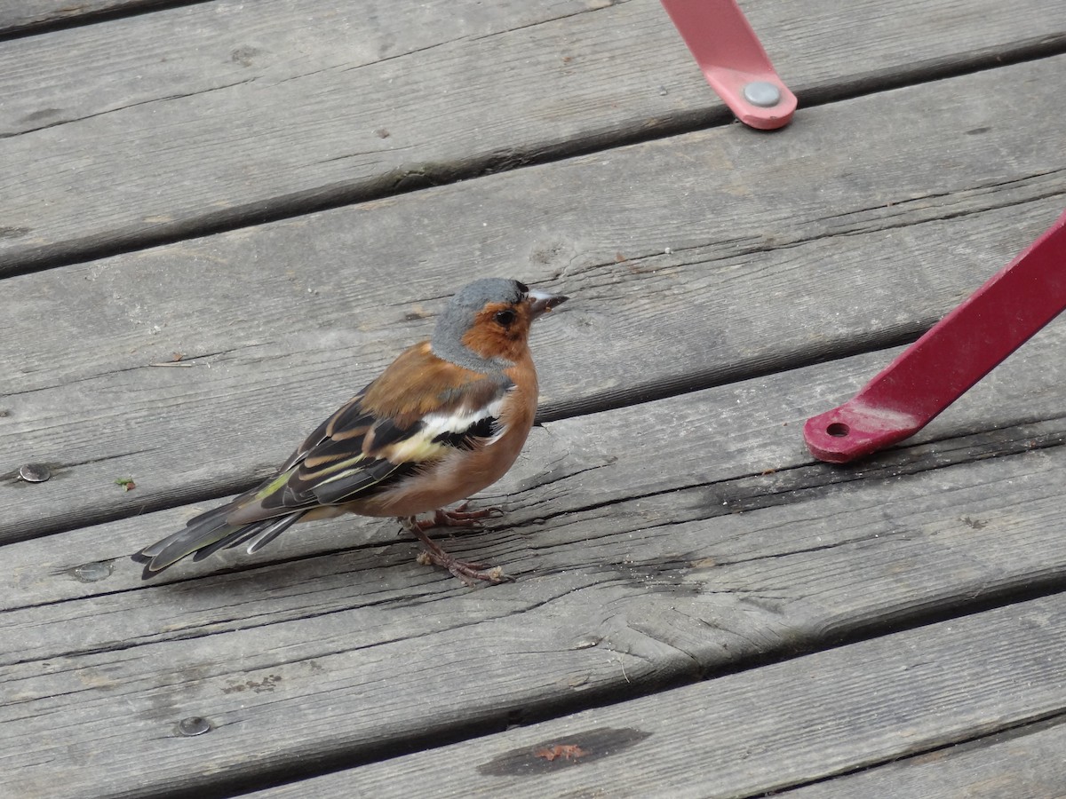 Common Chaffinch - ML249318441