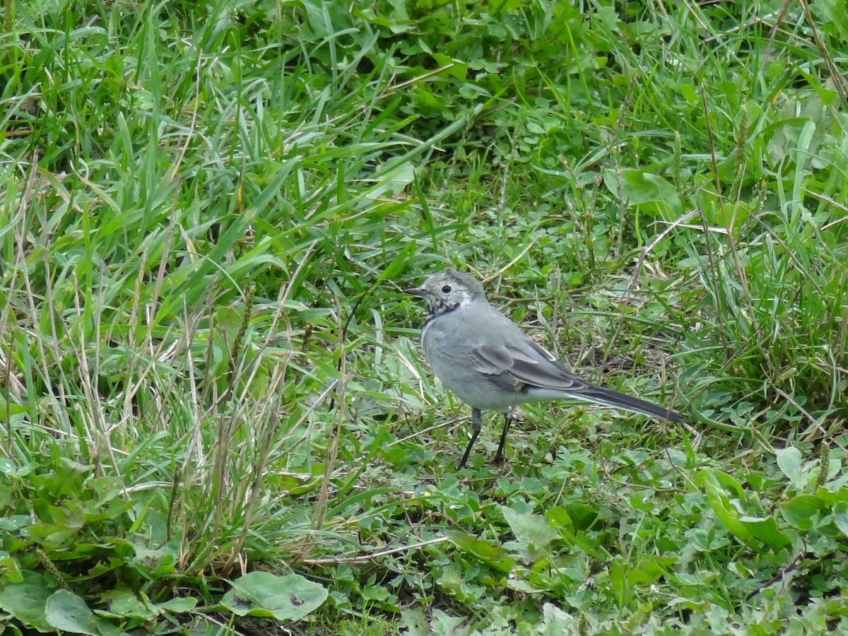 White Wagtail - Sarah Dare