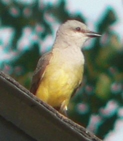 Western Kingbird - ML249320531