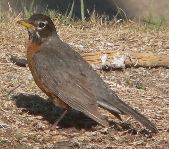 Zozo papargorria - ML249320581