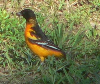 Baltimore Oriole - ML249320681