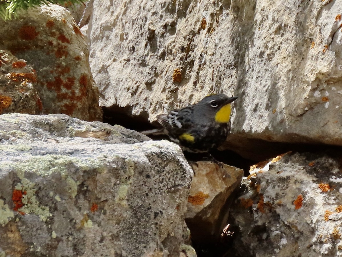 Yellow-rumped Warbler (Audubon's) - Diane Roberts