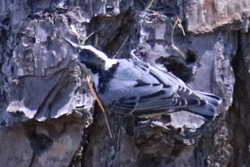 White-breasted Nuthatch - ML249321111