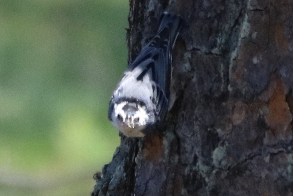 White-breasted Nuthatch - ML249321121