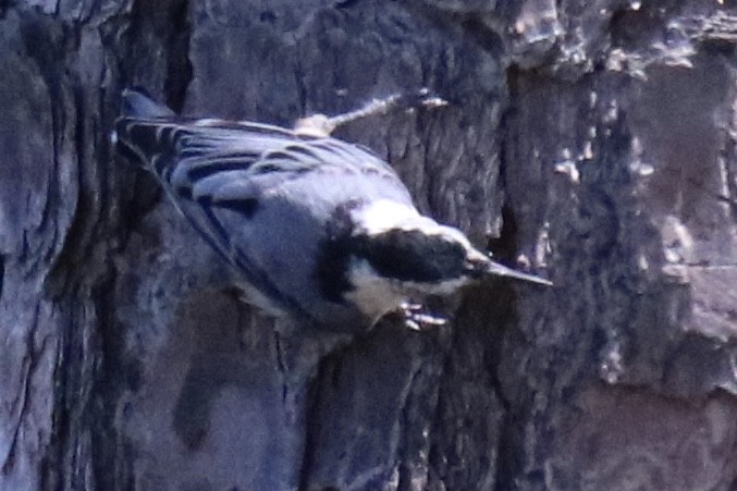 White-breasted Nuthatch - ML249321131