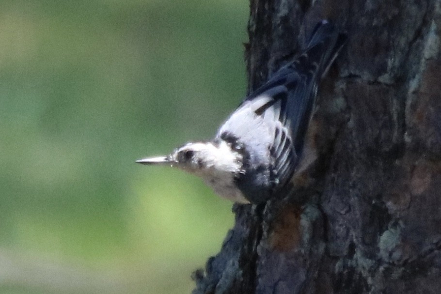 White-breasted Nuthatch - ML249321151