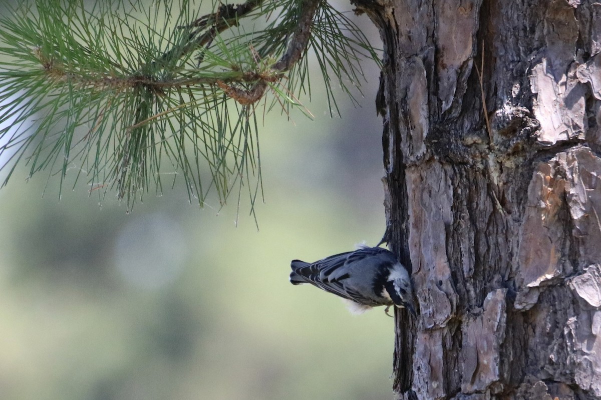 White-breasted Nuthatch - ML249321171