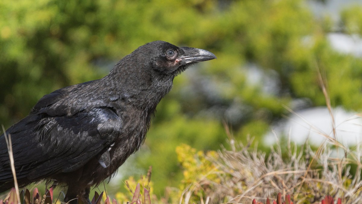 American Crow - ML249322111