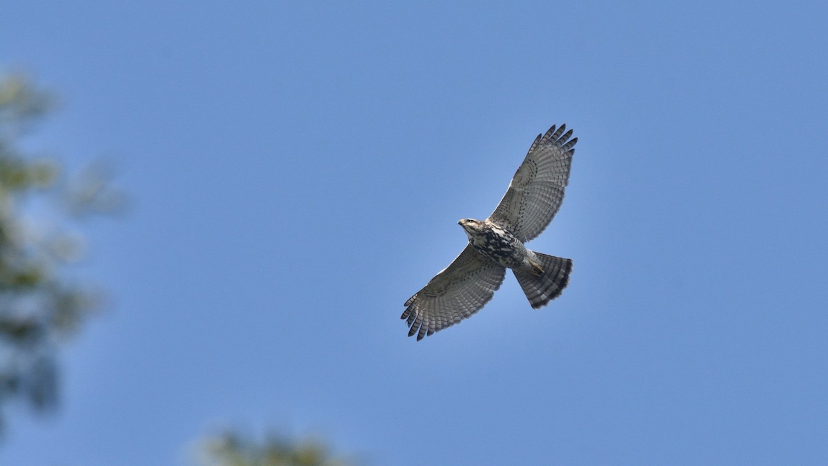 Gray Hawk - Miguel Aguilar @birdnomad