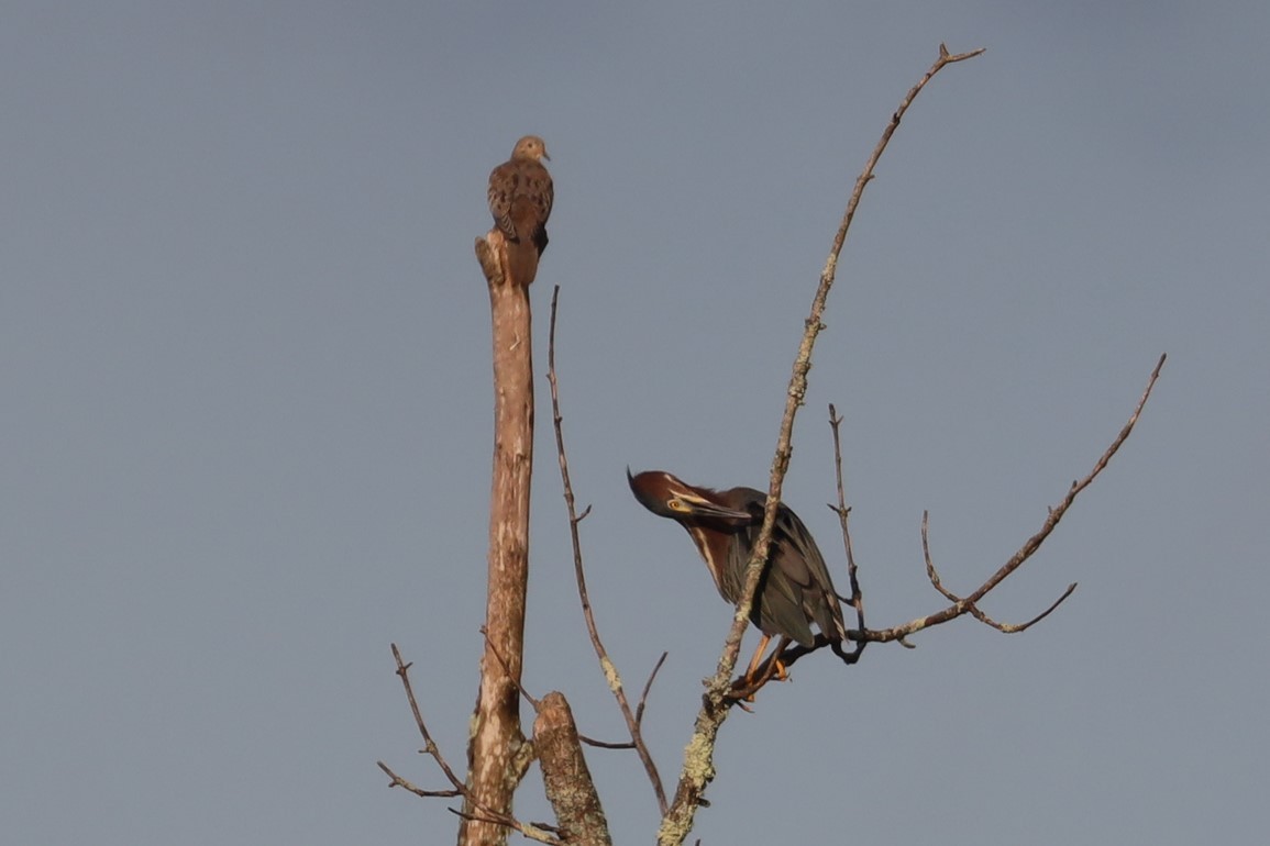 Green Heron - Scott Pendleton