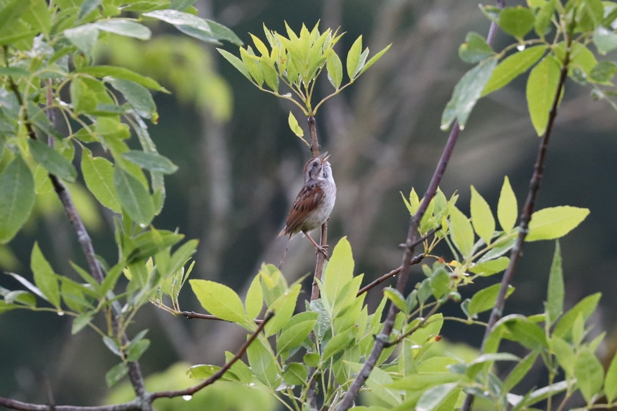 Swamp Sparrow - Scott Pendleton