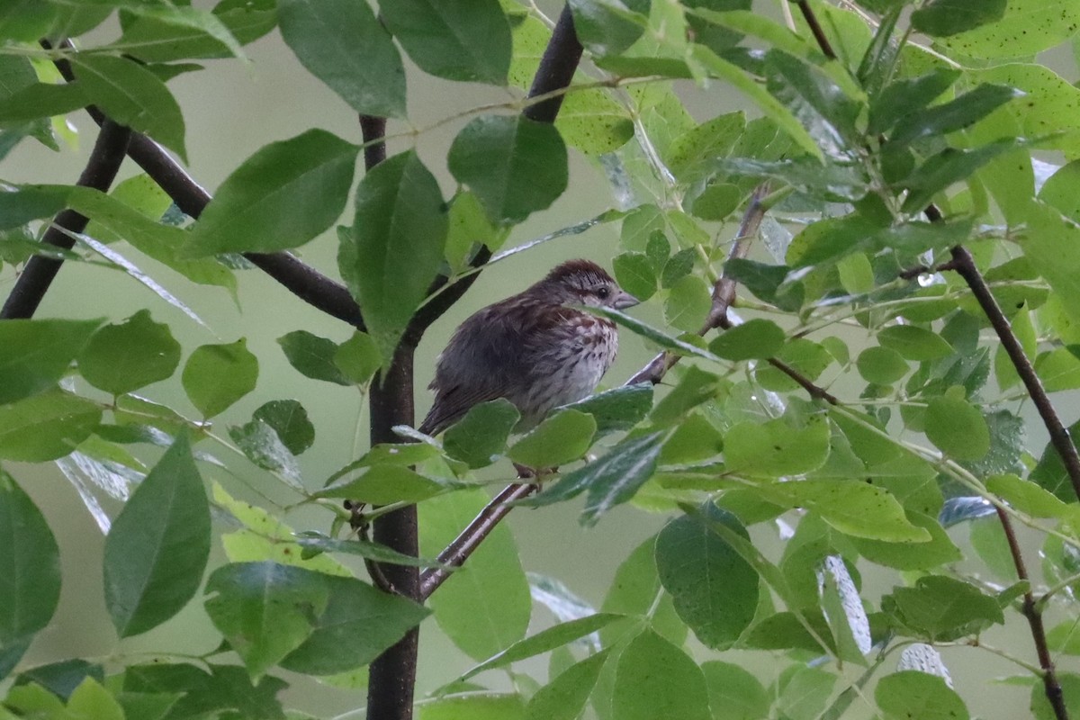 Song Sparrow - Scott Pendleton